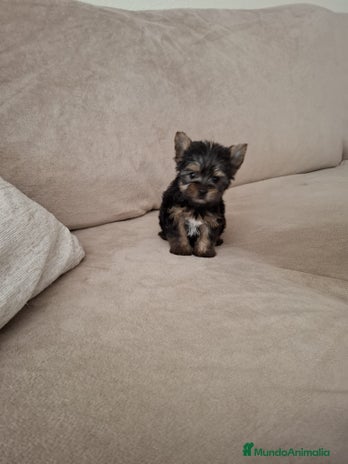 Yorkshire Terrier perros - Anuncio 2