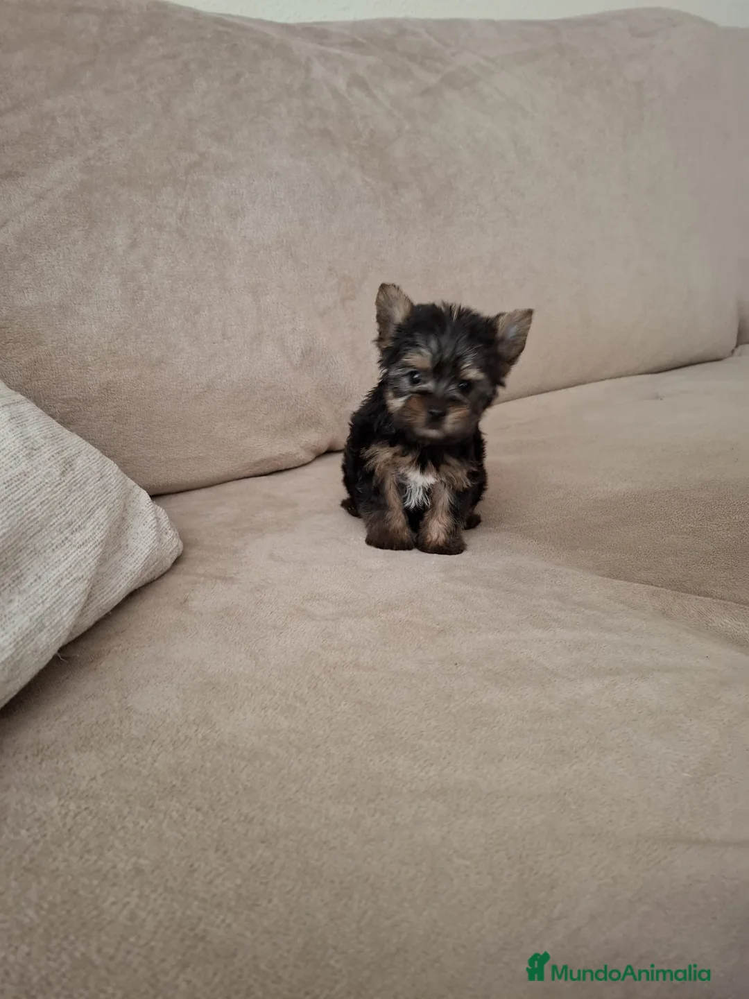 Yorkshire Terrier perros en venta: Yorkshire Terrier  - Anuncio 1