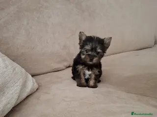 Yorkshire Terrier perros Yorkshire Terrier - Anuncio 16