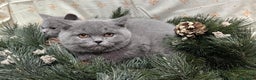 Británico de Pelo Corto gatos en venta: British Shorthair - camada disponible (4 meses) - Anuncio 9