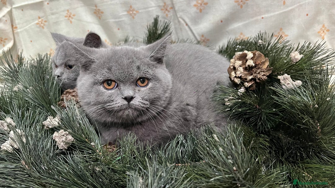 Británico de Pelo Corto gatos en venta: British Shorthair - camada disponible (4 meses) - Anuncio 9