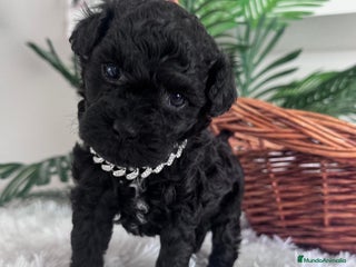 Caniche Toy perros CANICHE TOY MACHO - Anuncio 5