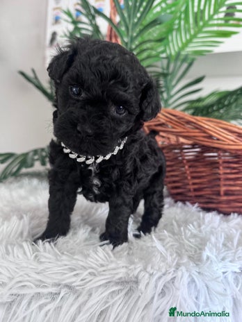 Caniche Toy perros CANICHE TOY MACHO - Anuncio 5