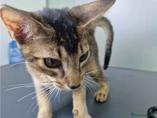 Abisinio gatos Abisinio Macho de Santa 1835 AQUANATURA - Anuncio 16