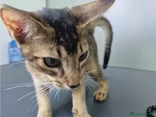 Abisinio gatos Abisinio Macho de Santa 1835 AQUANATURA - Anuncio 16