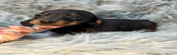 Teckel Miniatura perros en venta: Teckel miniatura muy pequeño  - Anuncio 3