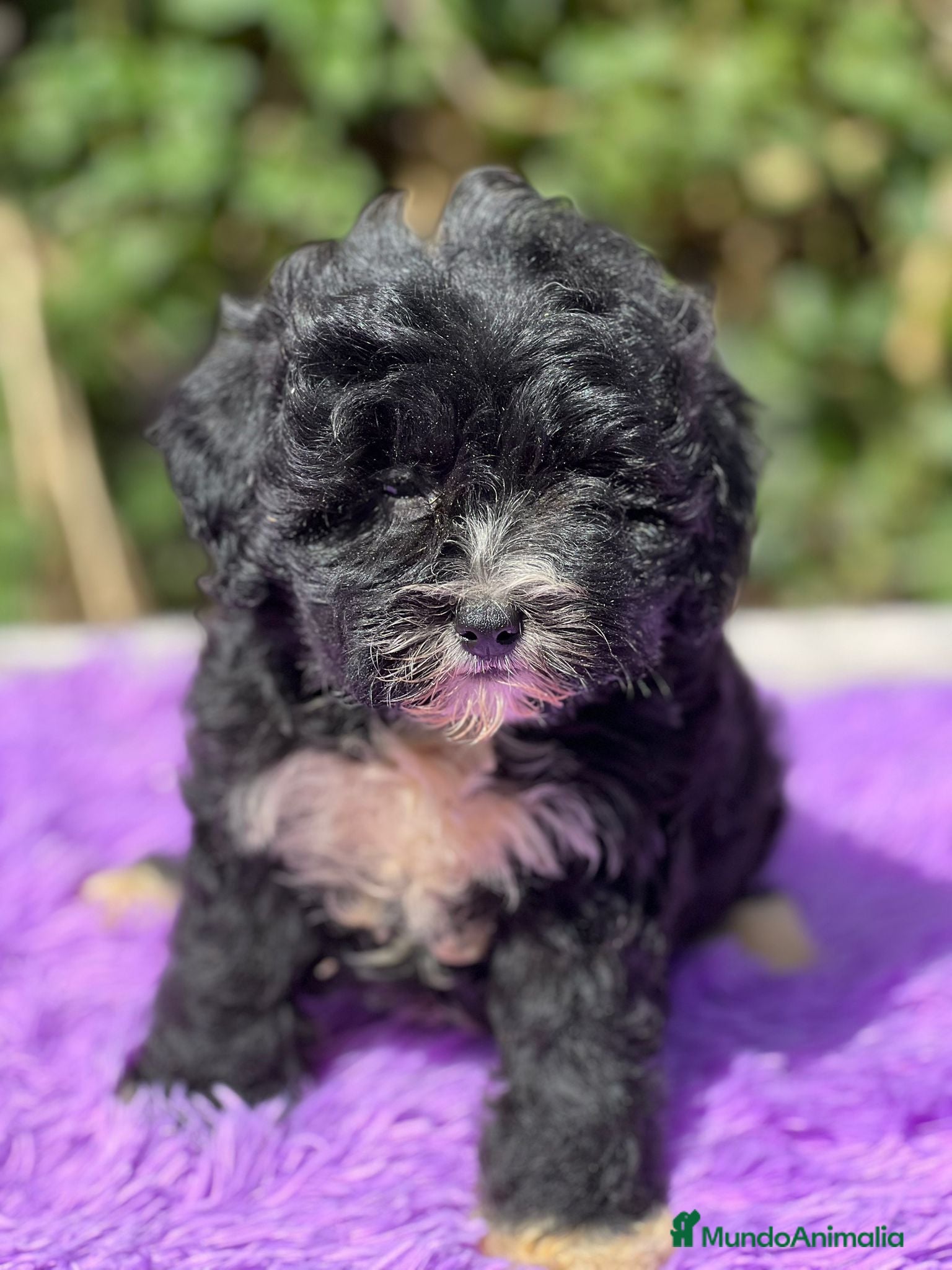 Maltipoo perros Maltipoo negro - Anuncio 13