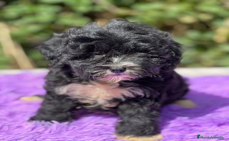 Maltipoo perros - Anuncio 9
