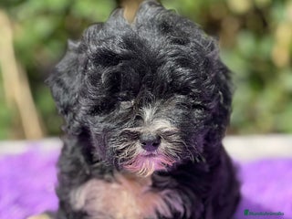 Maltipoo perros - Anuncio 29