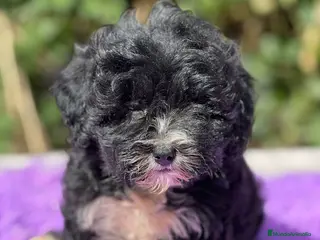 Maltipoo perros Maltipoo negro - Anuncio 31