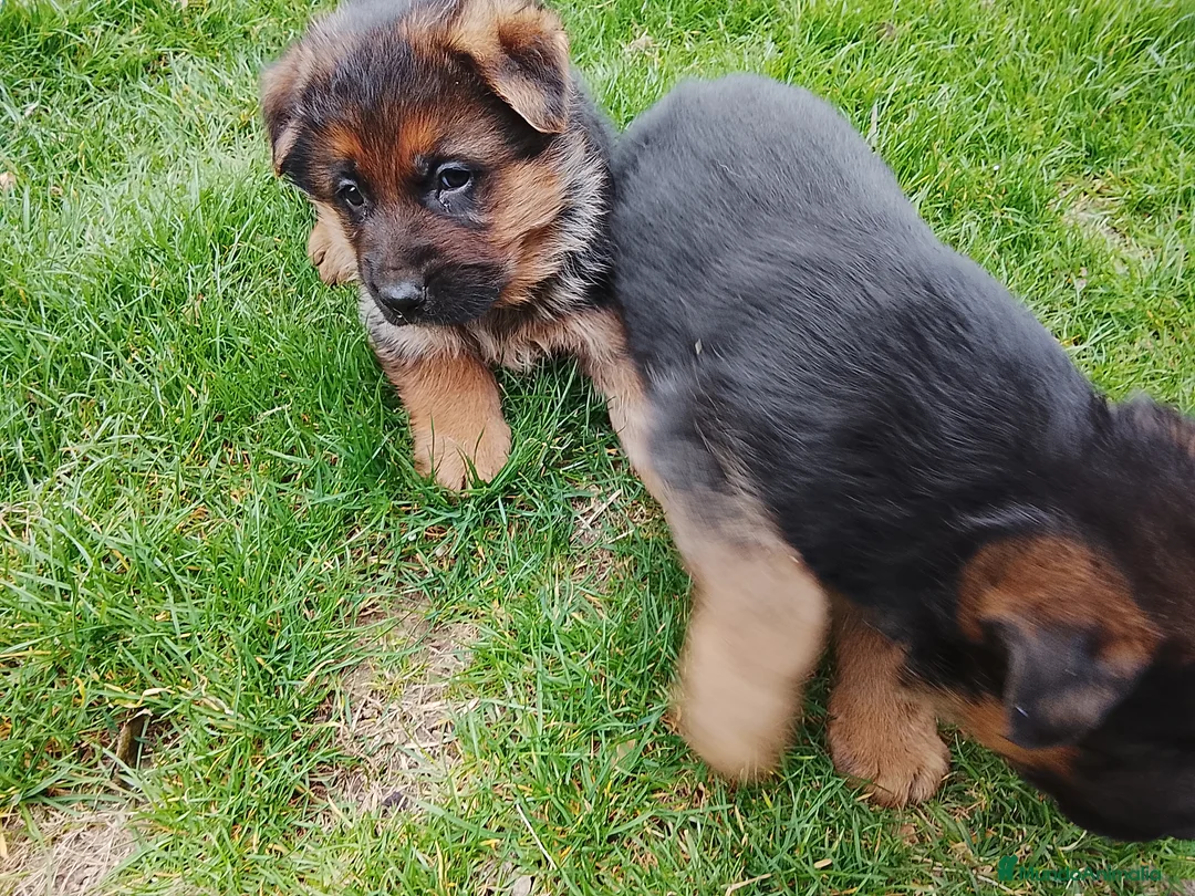 Pastor Alemán perros en venta: Cacharros de pastor alemán  - Anuncio 1