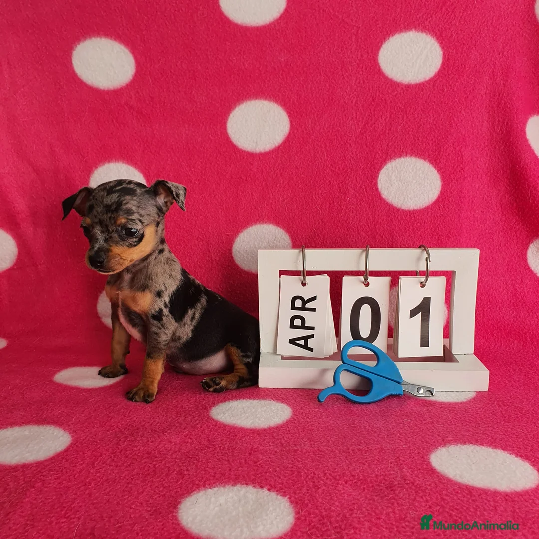 Ratón de Praga perros en venta: Ratón de Praga merlé  - Anuncio 2