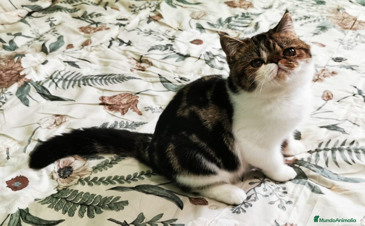 Persa gatos - Anuncio 1