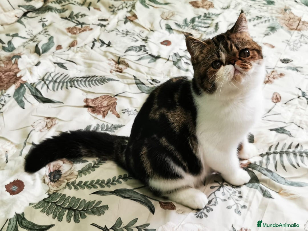 Persa gatos en venta: Camada persas exoticos - Imagen 1