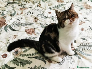 Persa gatos - Anuncio 2