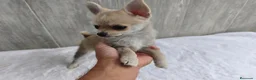 Chihuahua perros en venta: CHIHUAHUA - Anuncio 4