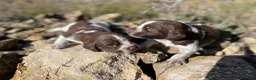 Épagneul Breton perros en venta: Epagneul breton - Anuncio 4