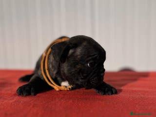 Bulldog Francés perros Bulldog francés hembra - Anuncio 22