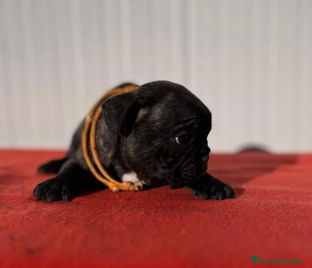 Bulldog Francés perros en venta: Bulldog francés hembra  - Anuncio 1