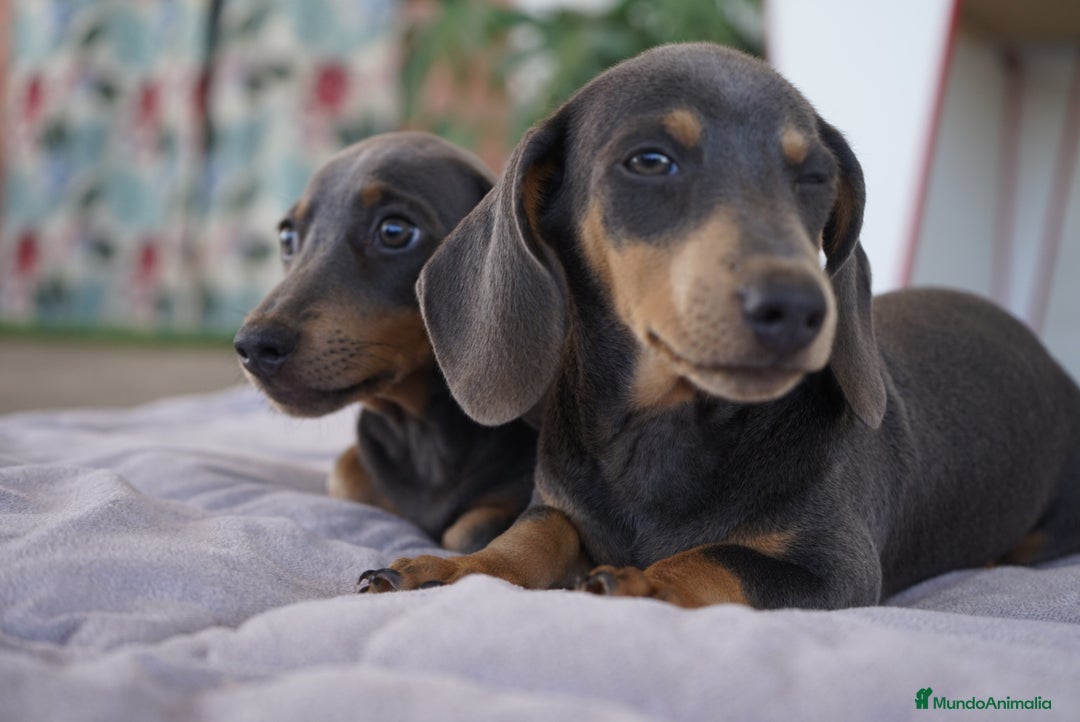Teckel Miniatura perros en venta: 🌙 Tiko y Monchi – Teckel miniatura silver-blue 🐾 - Imagen 3
