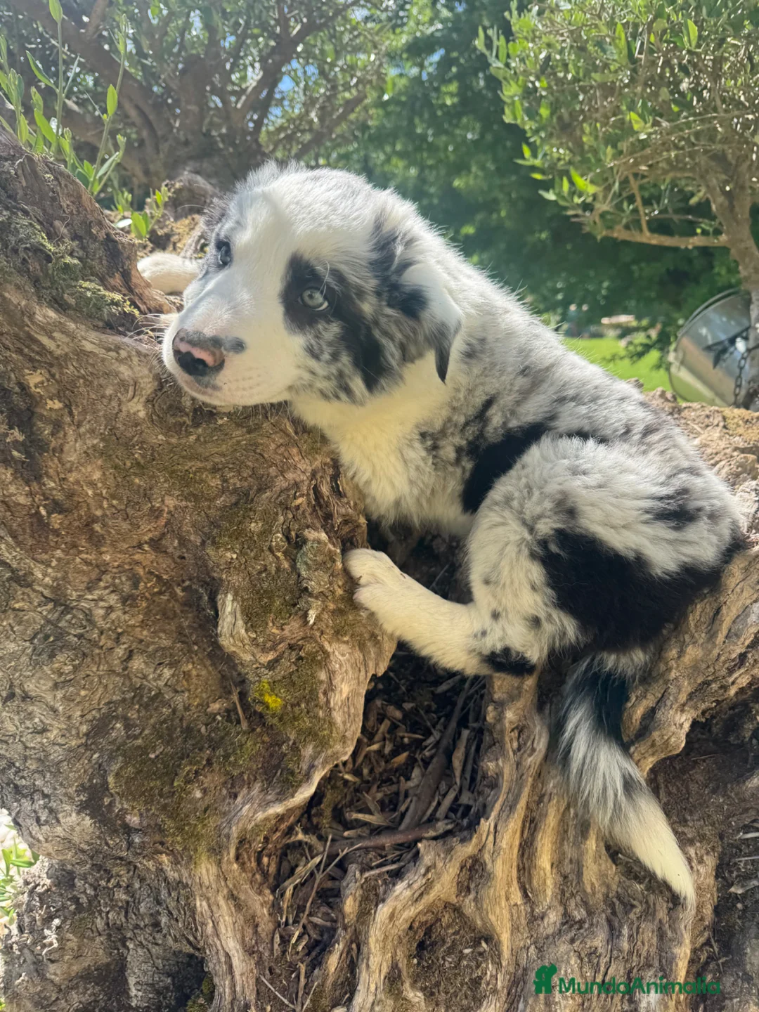 Border Collie perros en venta: Border collie  - Anuncio 3