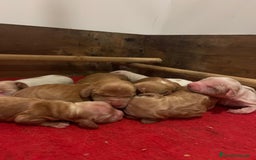 Cocker Spaniel Inglés perros en venta: Precioso cachorro cocker spaniel inglés  - Anuncio 4