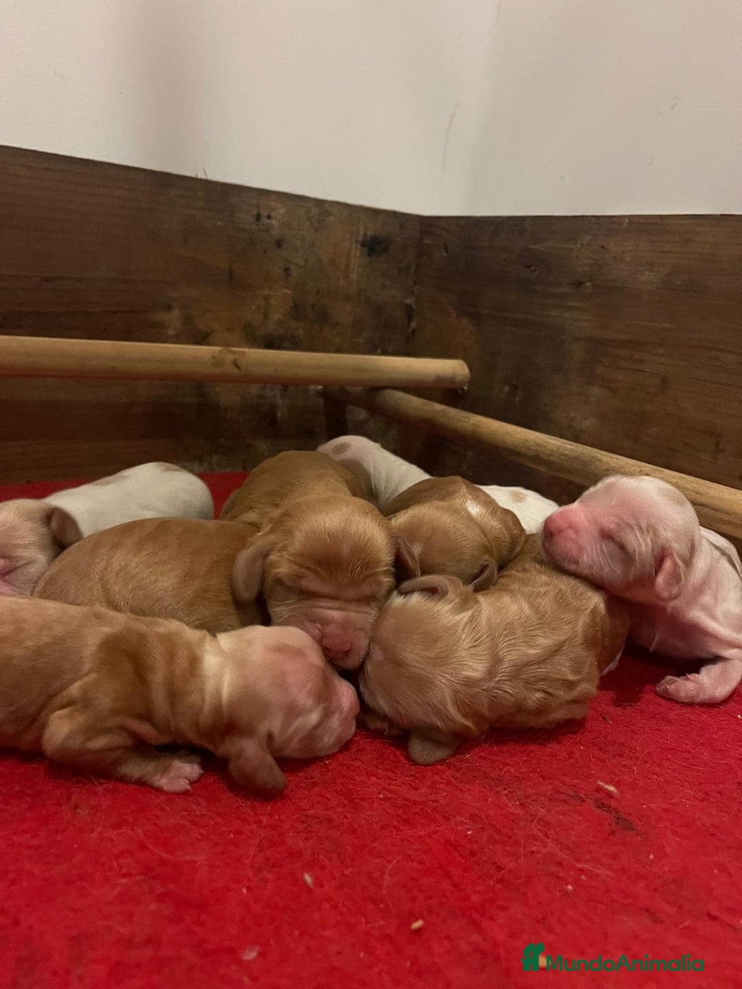 Cocker Spaniel Inglés perros en venta: Precioso cachorro cocker spaniel inglés  - Anuncio 4