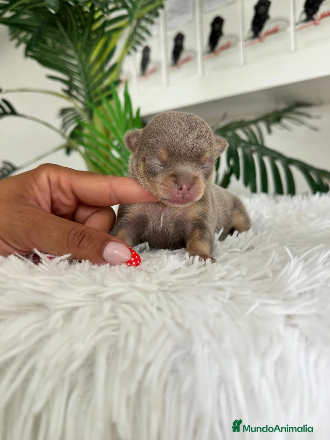 Chihuahua perros en venta: CHIHUAHUA HEMBRA LILAC - Anuncio 2