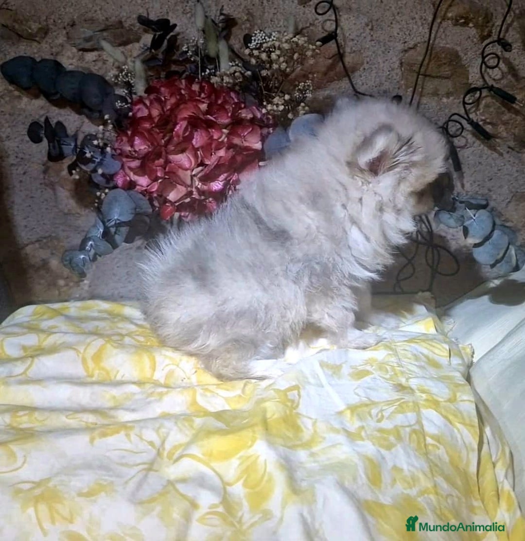 Pomerania perros en venta: Pomerania 50% linea rusa - Imagen 6