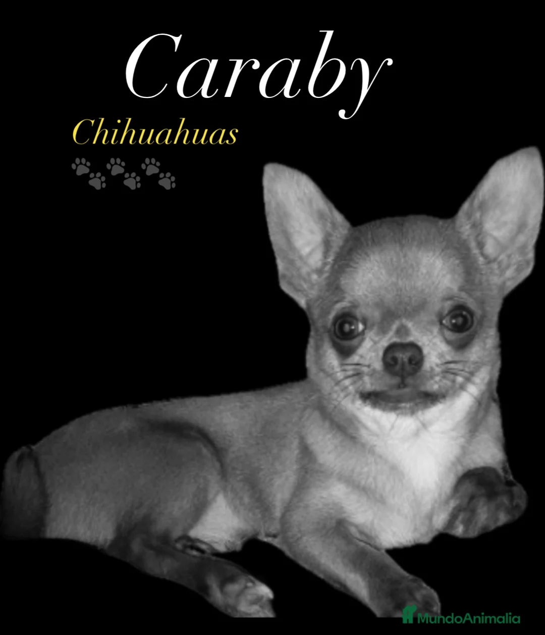 Chihuahua perros en venta: Caraby Chihuahuas en Benidorm  en Alicante - Anuncio 9
