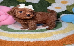 Caniche Toy perros en venta: Caniche Toy Rojo - Imagen 6