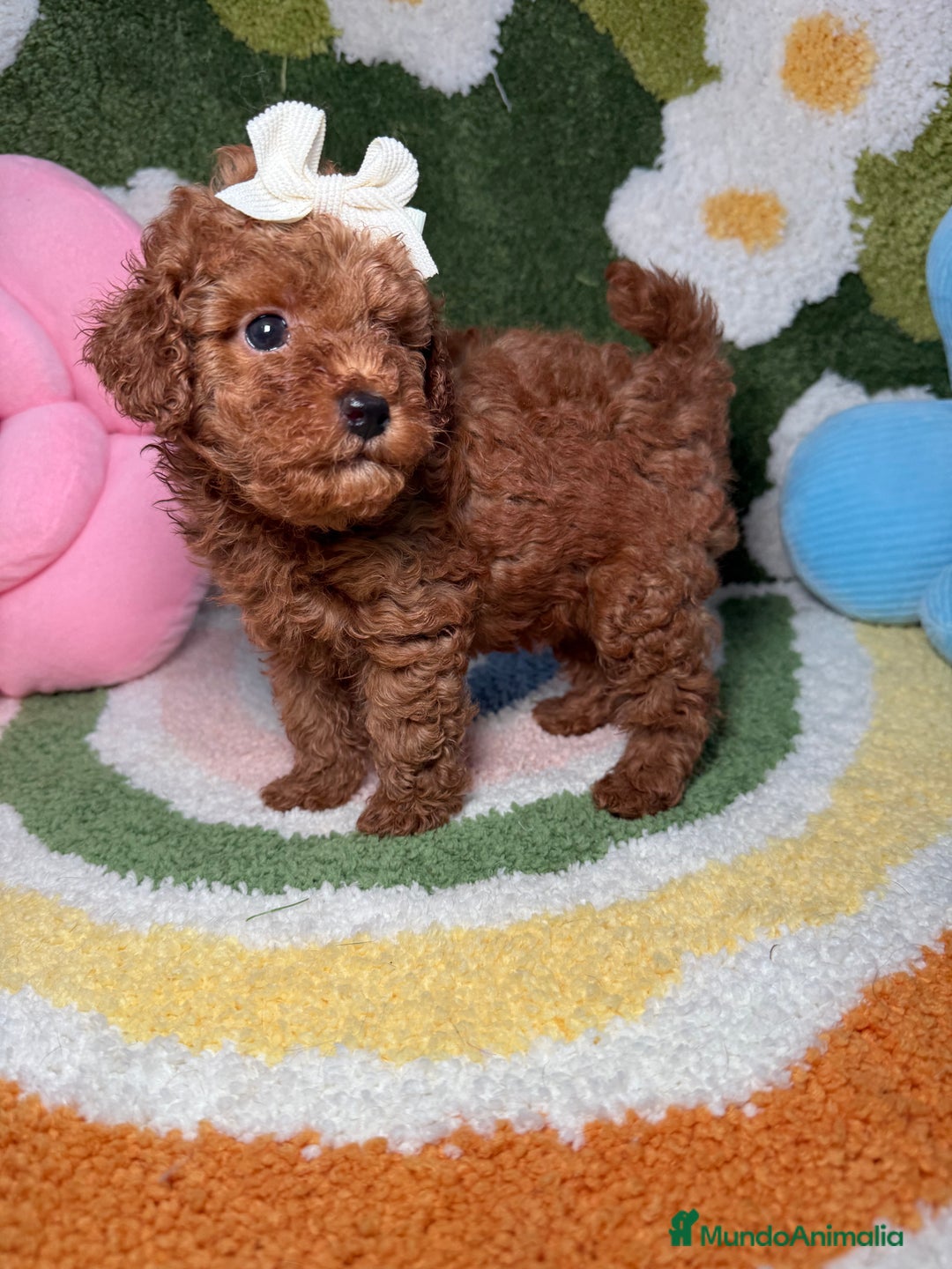 Caniche Toy perros en venta: Caniche Toy Rojo - Imagen 6