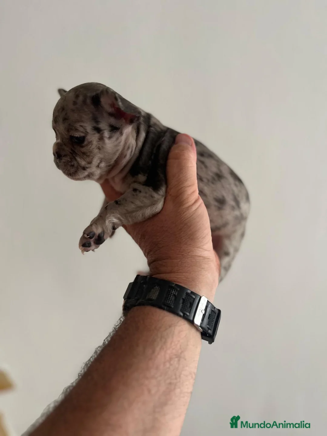 Bulldog Francés perros en venta: Bulldog Francés Macho - Anuncio 8