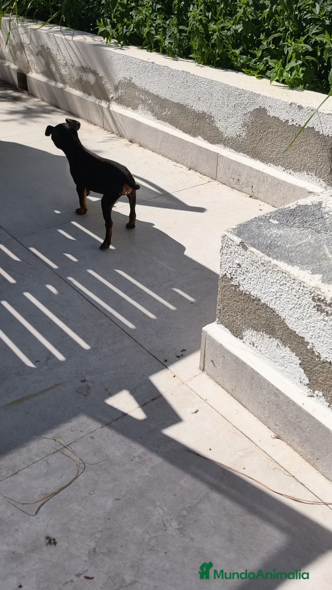 Pinscher Miniatura perros en venta: Mini pinscher  - Anuncio 5