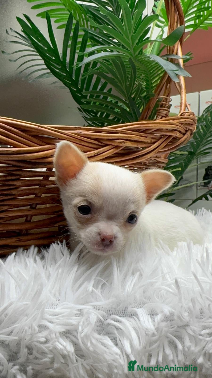 Chihuahua perros CHIHUAHUA HEMBRA - Anuncio 6