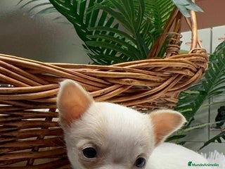 Chihuahua perros CHIHUAHUA HEMBRA - Anuncio 6