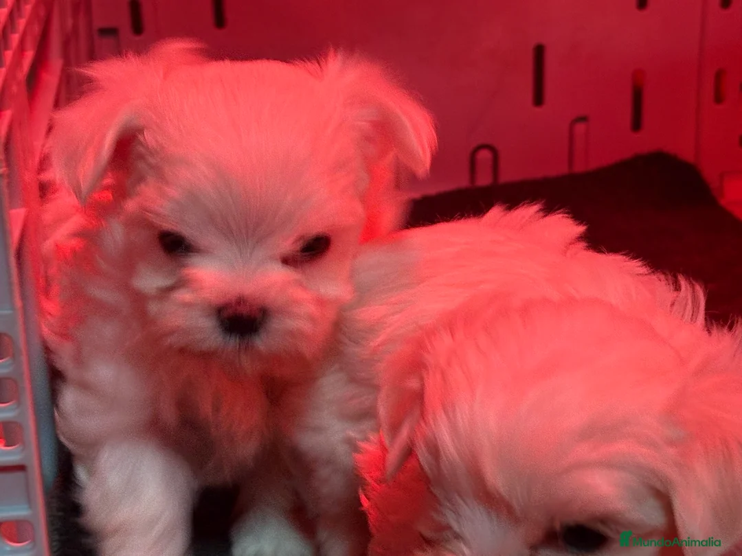 Bichón Maltés perros en venta: BICHON MALTES - Anuncio 7