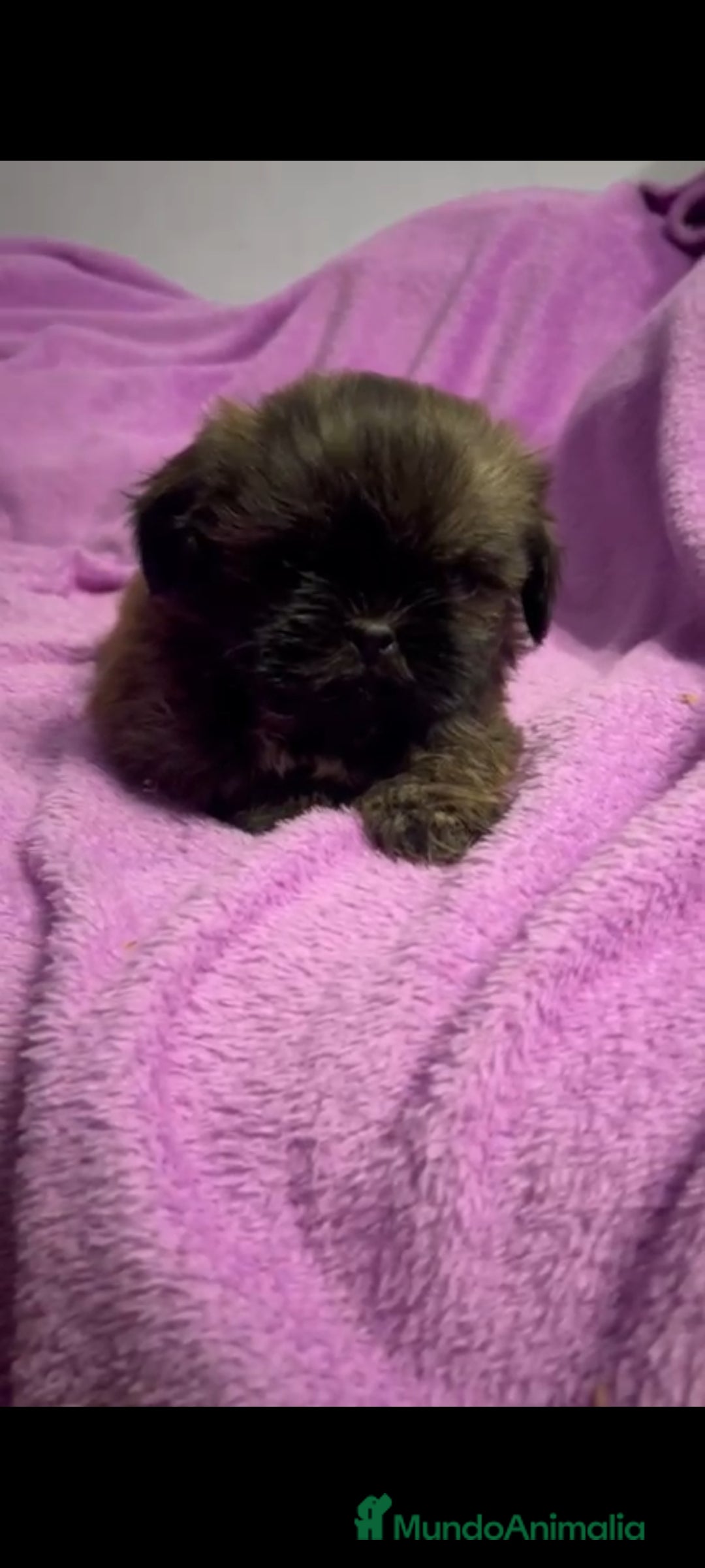 Shih Tzu perros en venta: Shitzu última hembra!! - Anuncio 5