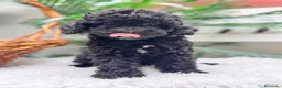 Caniche Enano perros en venta: CANICHE ENANA 🎀 - Anuncio 10