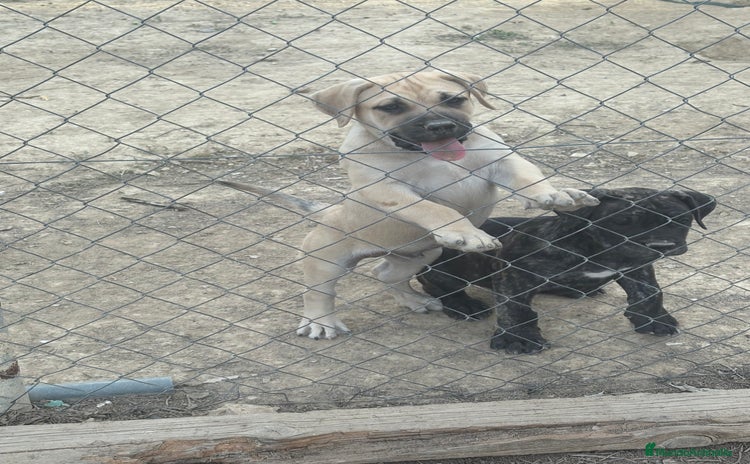 Dogo Canario perros - Anuncio 3