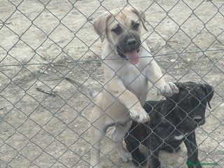 Dogo Canario perros - Anuncio 3