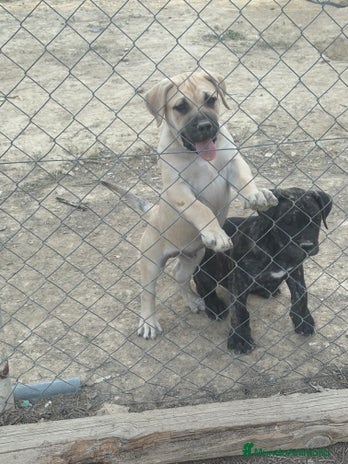 Dogo Canario perros - Anuncio 3