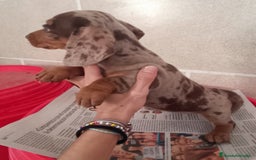 Teckel Miniatura perros en venta: CACHORROS DE TECKEL MINI  - Imagen 14