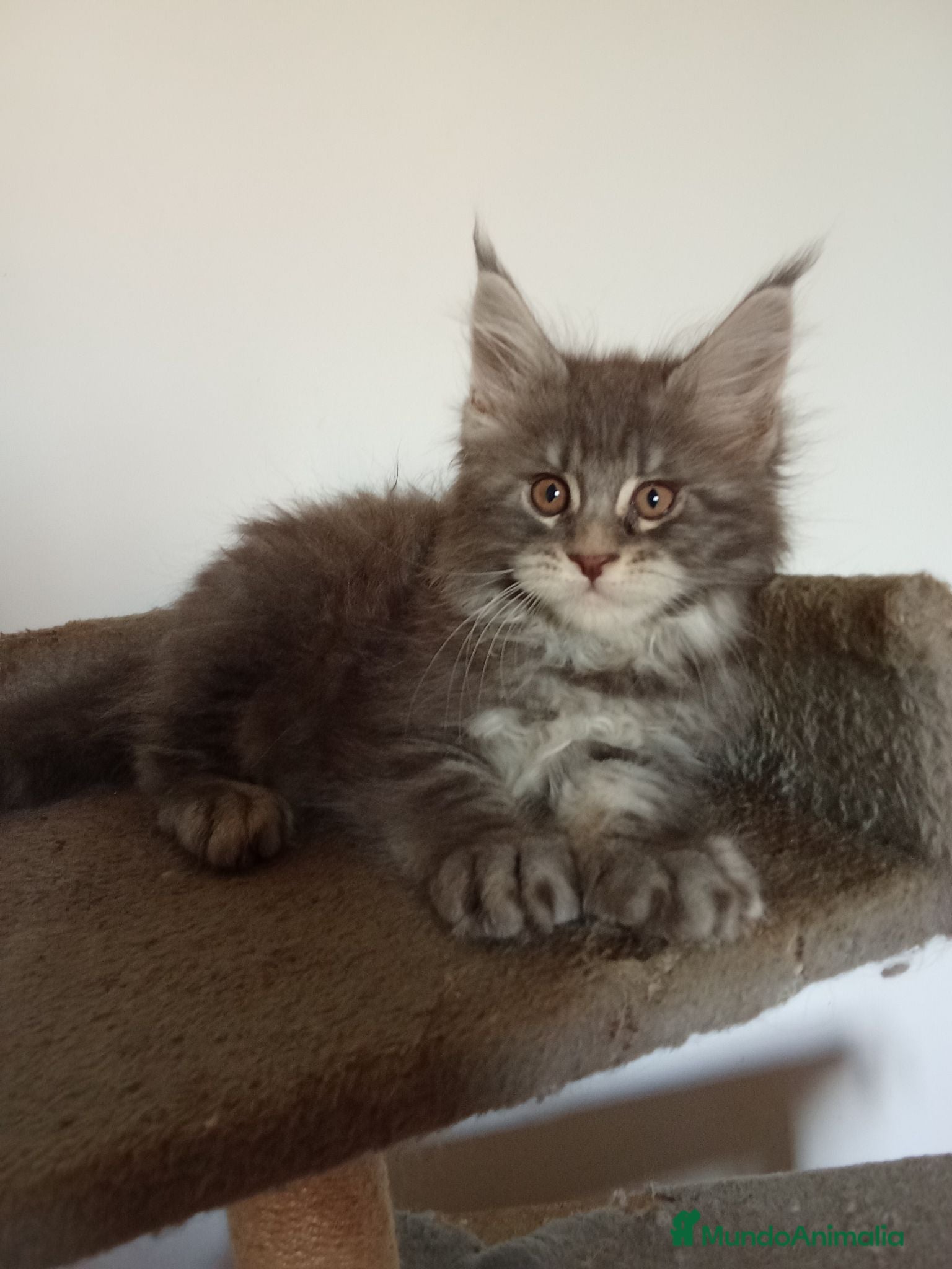 Maine Coon gatos Maine coon - Anuncio 1