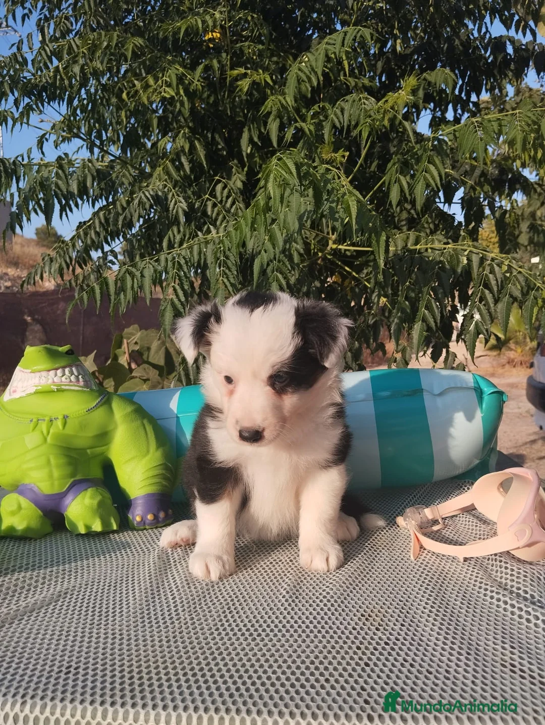 Border Collie perros en venta: Camada de Border Collie - Anuncio 8
