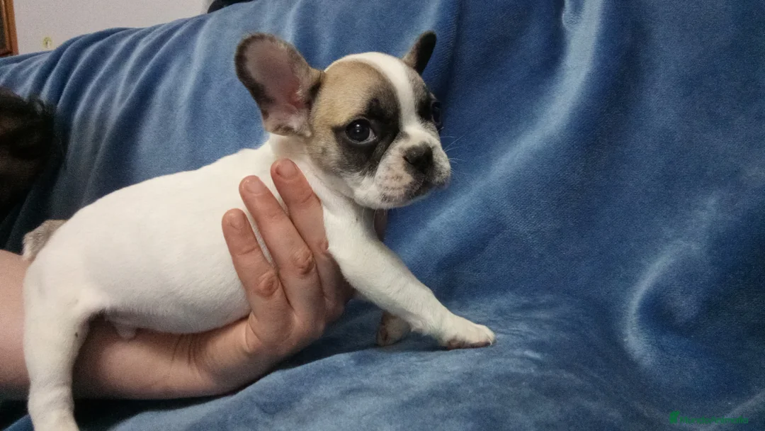 Bulldog Francés perros en venta: Bulldog francés  - Anuncio 2