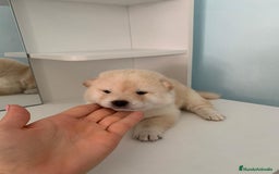 Shiba Inu perros en venta: Cachorros de calidad  - Imagen 4