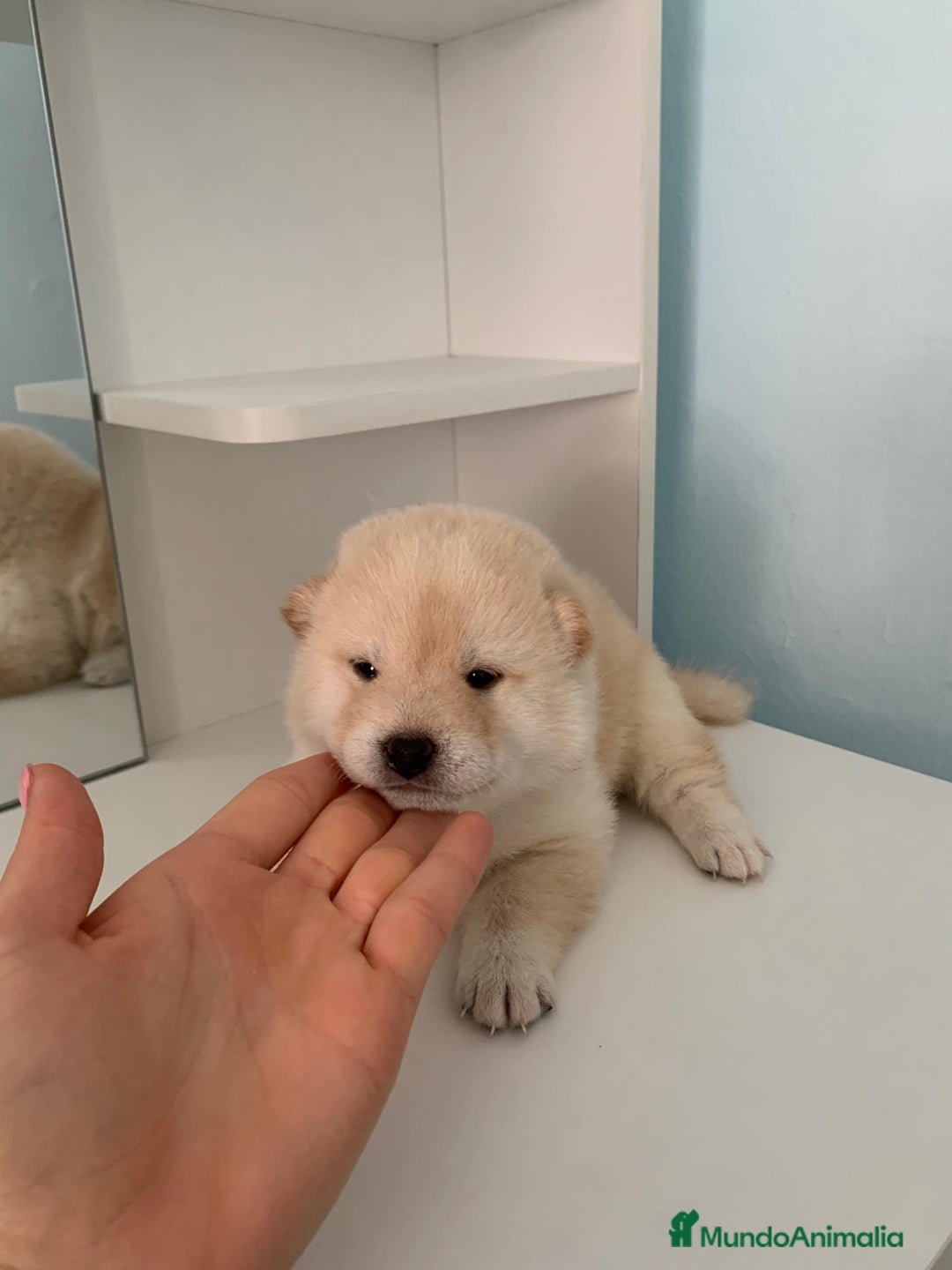 Shiba Inu perros en venta: Cachorros de calidad  - Imagen 4