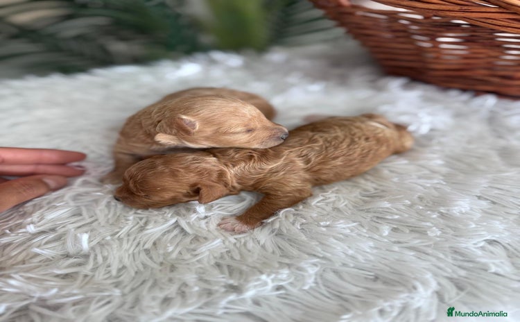 Caniche Toy perros - Anuncio 2