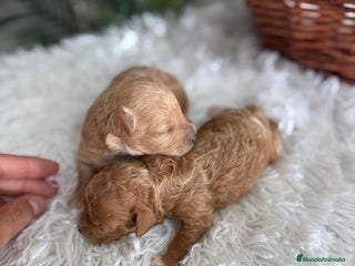 Caniche Toy perros - Anuncio 11